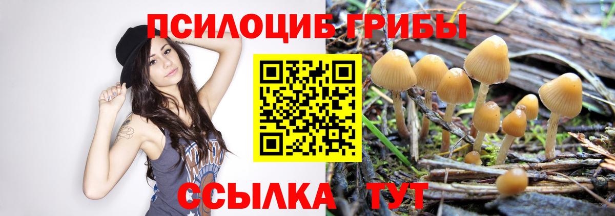 Галлюциногенные грибы Psilocybe Черняховск